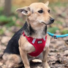 LUNETTA, Hund, Chihuahua-Dackel-Mix in Hüttenberg - Bild 13