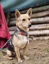 LUNETTA, Hund, Chihuahua-Dackel-Mix in Hüttenberg - Bild 4