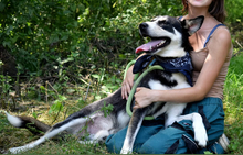 ARESCH42, Hund, Mischlingshund in Slowakische Republik - Bild 4