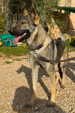 LUNAV44, Hund, Schäferhund Mischling in Salzgitter - Bild 10