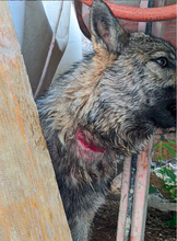 LUNAV44, Hund, Schäferhund Mischling in Salzgitter - Bild 14