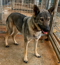 LUNAV44, Hund, Schäferhund Mischling in Salzgitter - Bild 6