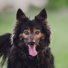 STELLA, Hund, Mischlingshund in Ungarn - Bild 4