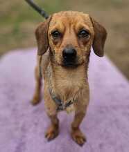 ARVID, Hund, Pinscher-Mix in Hüttenberg - Bild 1