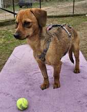 ARVID, Hund, Pinscher-Mix in Hüttenberg - Bild 6