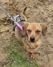 ARVID, Hund, Pinscher-Mix in Hüttenberg - Bild 8