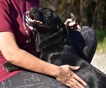 BROKC55, Hund, Mischlingshund in Slowakische Republik - Bild 10