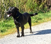 BROKC55, Hund, Mischlingshund in Slowakische Republik - Bild 11