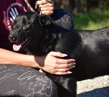 BROKC55, Hund, Mischlingshund in Slowakische Republik - Bild 15