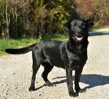 BROKC55, Hund, Mischlingshund in Slowakische Republik - Bild 2