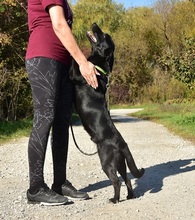 BROKC55, Hund, Mischlingshund in Slowakische Republik - Bild 3