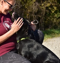 BROKC55, Hund, Mischlingshund in Slowakische Republik - Bild 6