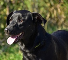 BROKC55, Hund, Mischlingshund in Slowakische Republik - Bild 8