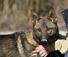 HEKTORC54, Hund, Mischlingshund in Slowakische Republik - Bild 3