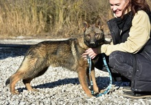 HEKTORC54, Hund, Mischlingshund in Slowakische Republik - Bild 6