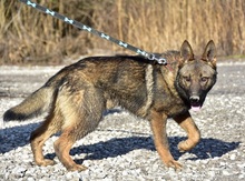 HEKTORC54, Hund, Mischlingshund in Slowakische Republik - Bild 7