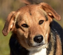 JACKIE, Hund, Mischlingshund in Slowakische Republik - Bild 1