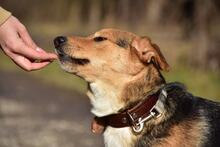 JACKIE, Hund, Mischlingshund in Slowakische Republik - Bild 10