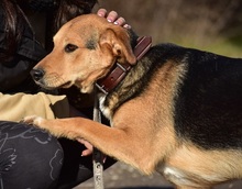 JACKIE, Hund, Mischlingshund in Slowakische Republik - Bild 11