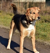 JACKIE, Hund, Mischlingshund in Slowakische Republik - Bild 12