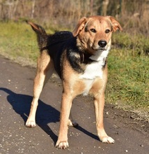 JACKIE, Hund, Mischlingshund in Slowakische Republik - Bild 2