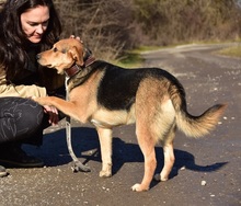 JACKIE, Hund, Mischlingshund in Slowakische Republik - Bild 3