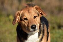 JACKIE, Hund, Mischlingshund in Slowakische Republik - Bild 4