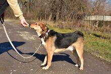 JACKIE, Hund, Mischlingshund in Slowakische Republik - Bild 5