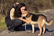 JACKIE, Hund, Mischlingshund in Slowakische Republik - Bild 6