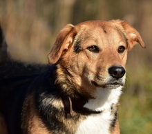 JACKIE, Hund, Mischlingshund in Slowakische Republik - Bild 7