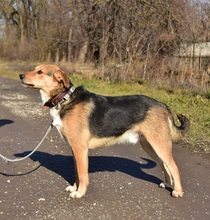 JACKIE, Hund, Mischlingshund in Slowakische Republik - Bild 8