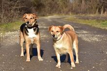 JACKIE, Hund, Mischlingshund in Slowakische Republik - Bild 9