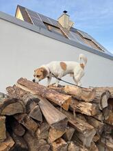 FRITZI, Hund, Mischlingshund in Schwebheim - Bild 5