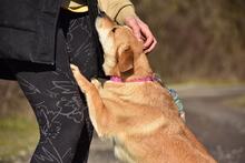 LEAS255, Hund, Mischlingshund in Slowakische Republik - Bild 6