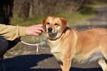 LEAS255, Hund, Mischlingshund in Slowakische Republik - Bild 7