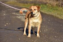 LEAS255, Hund, Mischlingshund in Slowakische Republik - Bild 9