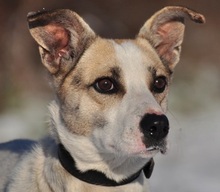 ODINY144, Hund, Mischlingshund in Slowakische Republik - Bild 1