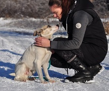 ODINY144, Hund, Mischlingshund in Slowakische Republik - Bild 11