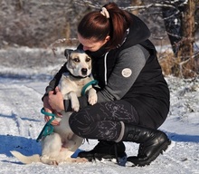 ODINY144, Hund, Mischlingshund in Slowakische Republik - Bild 12