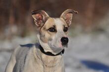 ODINY144, Hund, Mischlingshund in Slowakische Republik - Bild 13