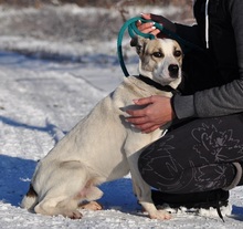 ODINY144, Hund, Mischlingshund in Slowakische Republik - Bild 14