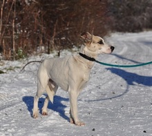 ODINY144, Hund, Mischlingshund in Slowakische Republik - Bild 15