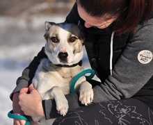 ODINY144, Hund, Mischlingshund in Slowakische Republik - Bild 2