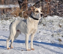 ODINY144, Hund, Mischlingshund in Slowakische Republik - Bild 3