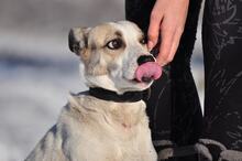 ODINY144, Hund, Mischlingshund in Slowakische Republik - Bild 5