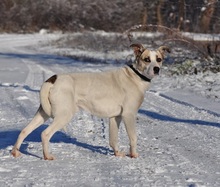 ODINY144, Hund, Mischlingshund in Slowakische Republik - Bild 9