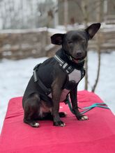 MAKAKO, Hund, Mischlingshund in Ungarn - Bild 10