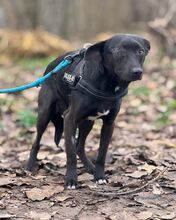 MAKAKO, Hund, Mischlingshund in Ungarn - Bild 12