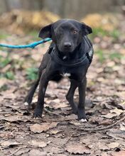 MAKAKO, Hund, Mischlingshund in Ungarn - Bild 14