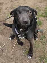 MAKAKO, Hund, Mischlingshund in Ungarn - Bild 2